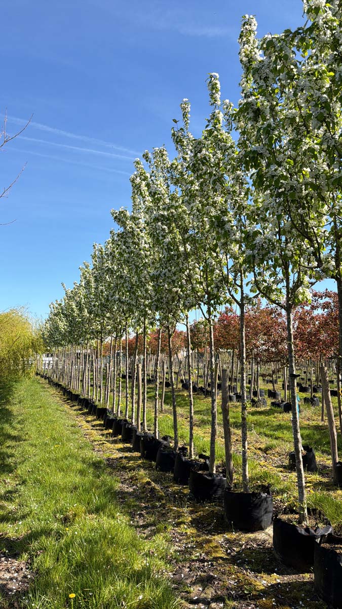 Malus baccata 'Columnaris' op stam op stam