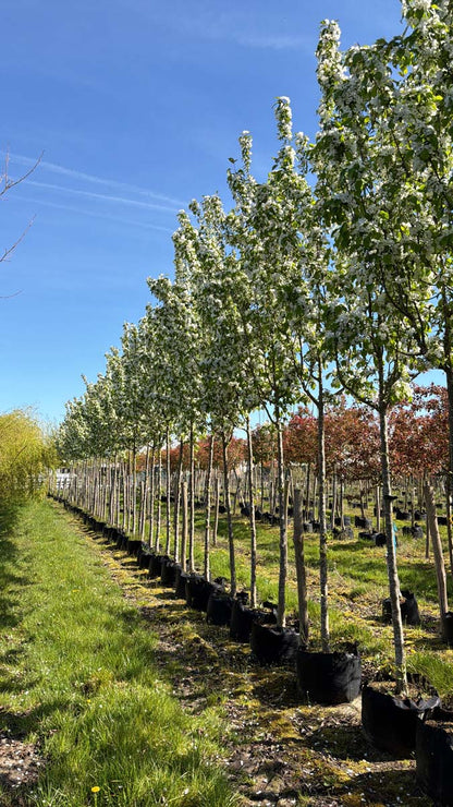 Malus baccata 'Columnaris' op stam op stam