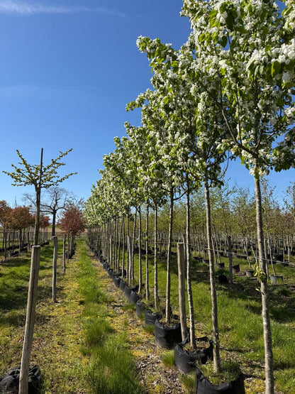 Malus baccata 'Columnaris' op stam op stam