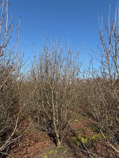 Parrotia persica 'JLPN01' meerstammig / struik meerstammig