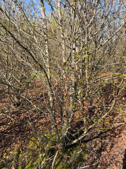 Parrotia persica 'JLPN01' meerstammig / struik meerstammig