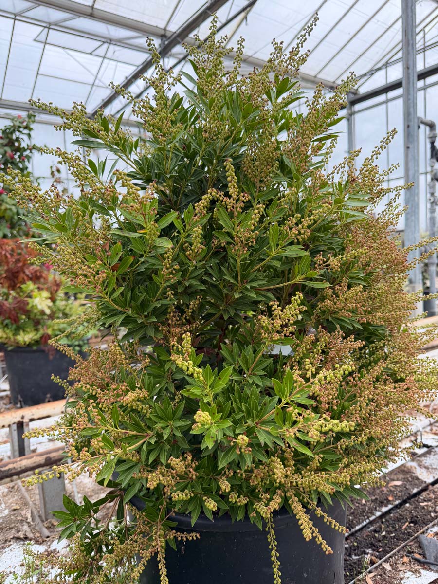 Pieris japonica 'Debutante' tuinplanten