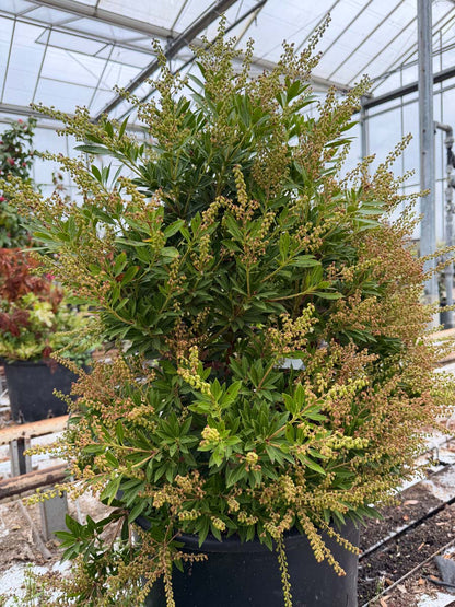 Pieris japonica 'Debutante' tuinplanten