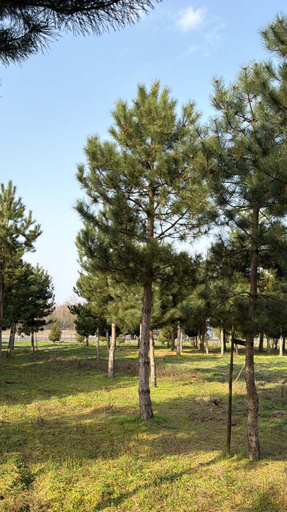 Pinus nigra nigra op stam op stam