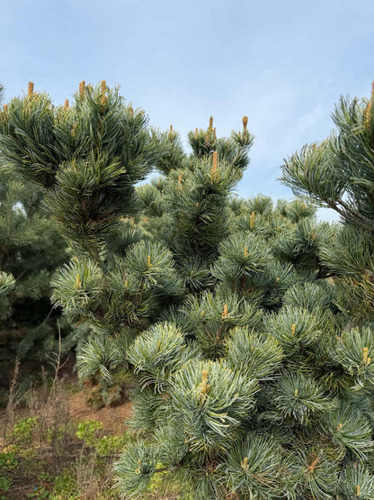 Pinus parviflora 'Negishi' naalden
