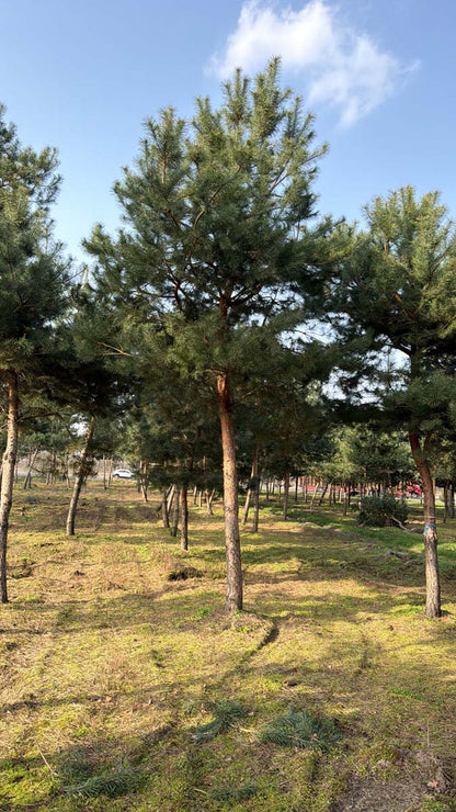 Pinus sylvestris op stam op stam