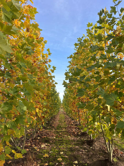 Platanus hispanica meerstammig / struik meerstammig