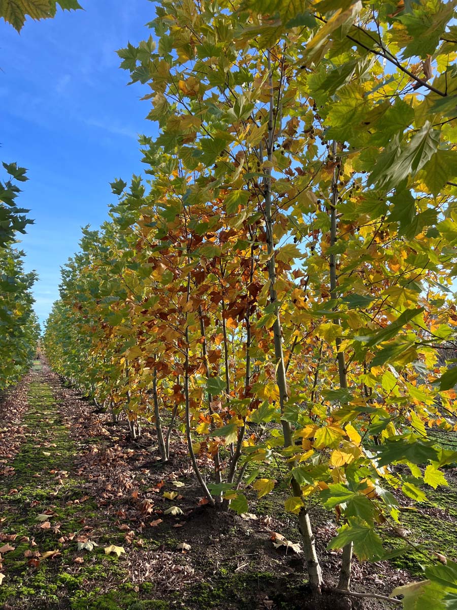 Platanus hispanica meerstammig / struik meerstammig