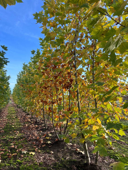 Platanus hispanica meerstammig / struik meerstammig