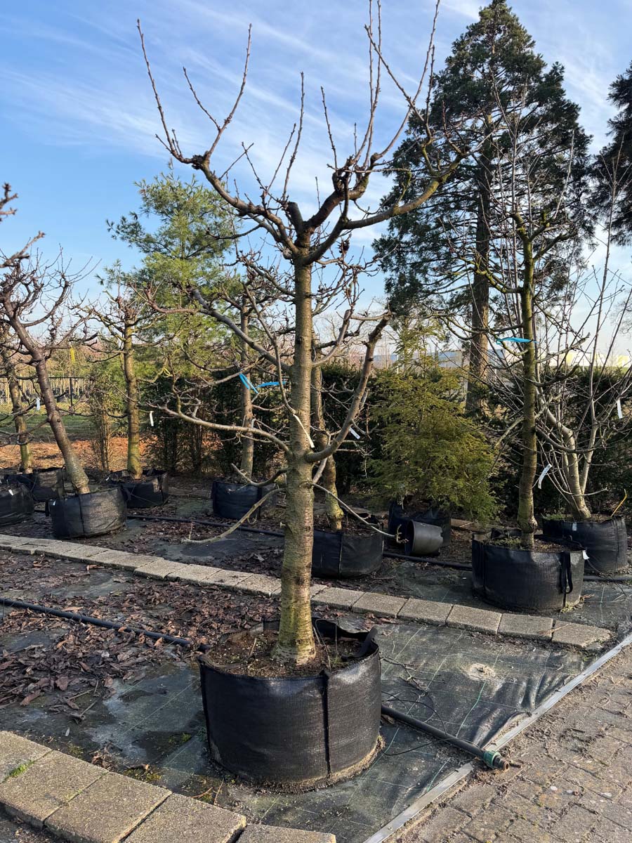 Prunus avium 'Regina' op stam op stam
