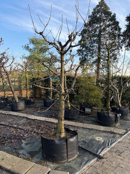 Prunus avium 'Regina' op stam op stam