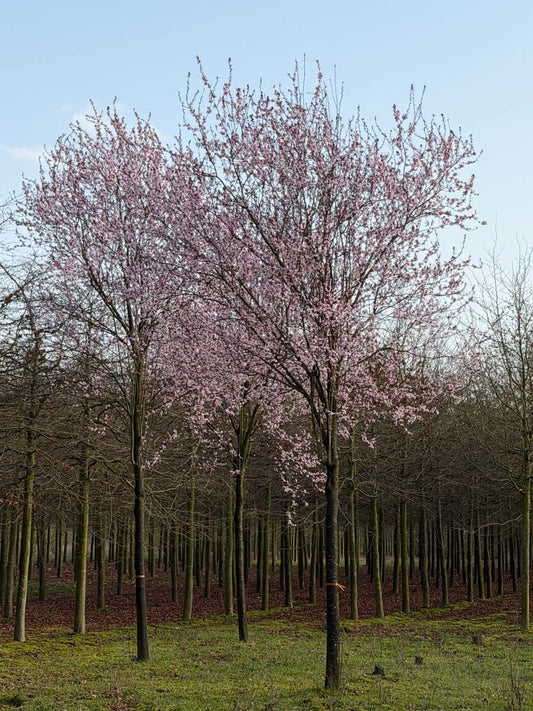 Prunus cerasifera 'Nigra' op stam op stam
