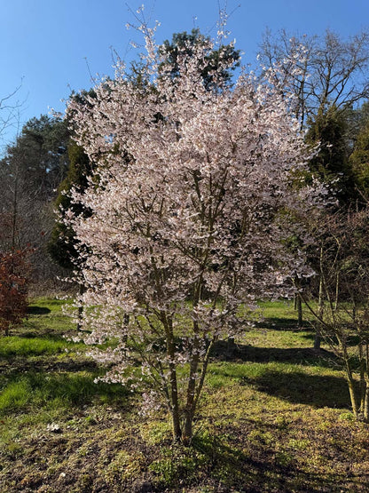 Prunus incisa 'Mikinori' meerstammig / struik meerstammig