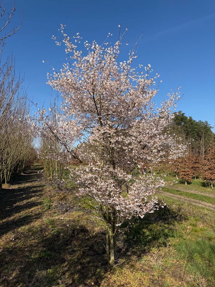 Prunus incisa 'Mikinori' meerstammig / struik meerstammig