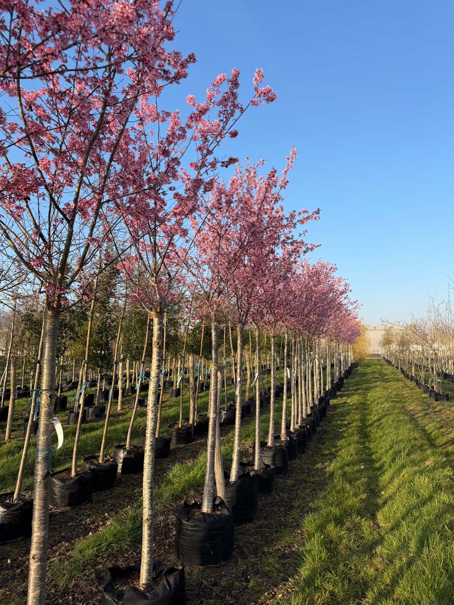 Prunus incisa 'Paean' op stam op stam