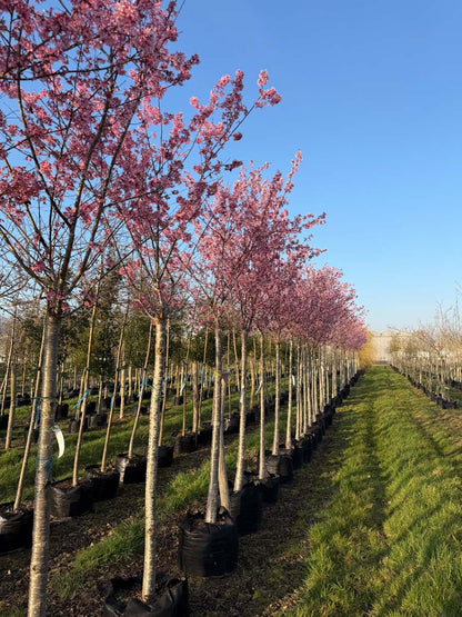 Prunus incisa 'Paean' op stam op stam