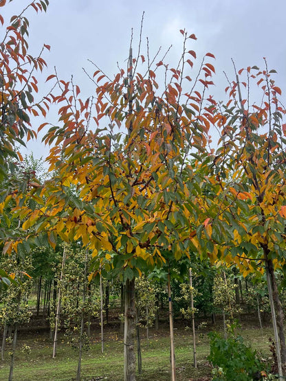 Prunus 'Kursar' op stam op stam