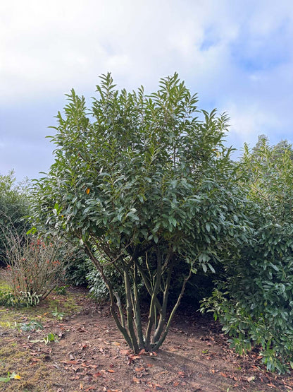 Prunus laurocerasus 'Schipkaensis' meerstammig / struik struik
