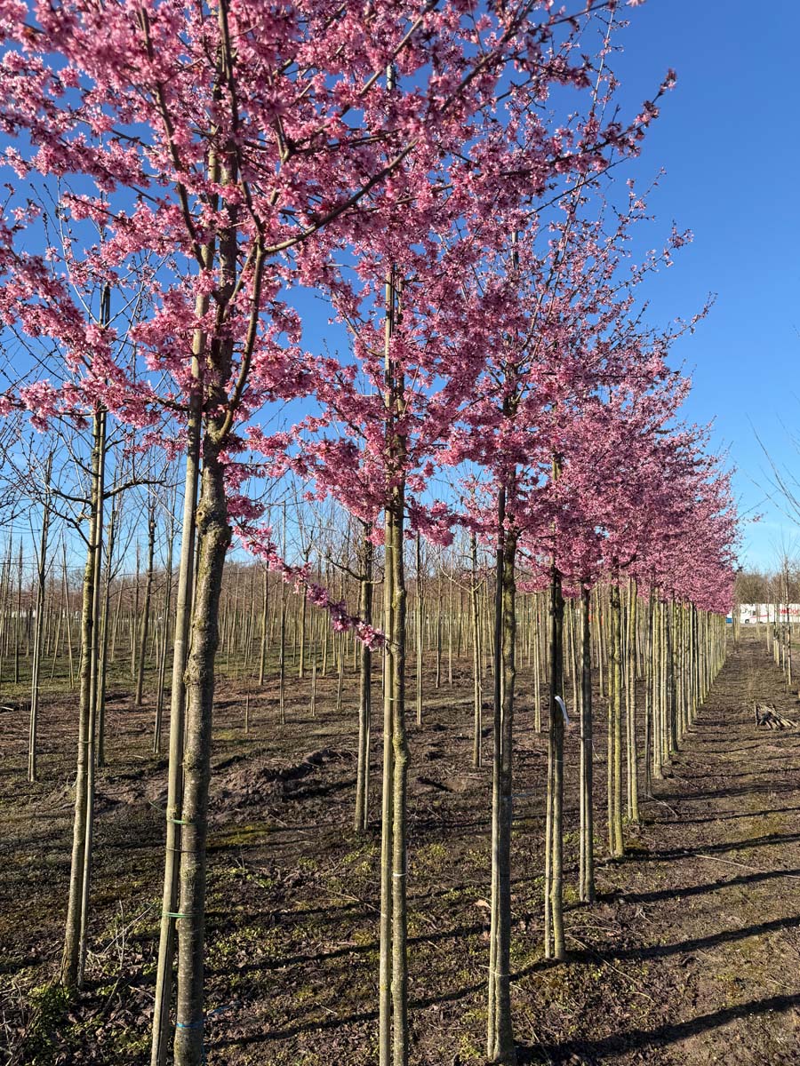 Prunus 'Okame' op stam op stam