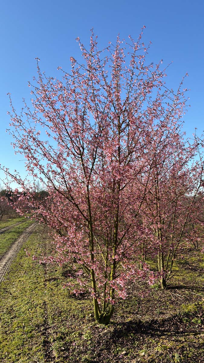Prunus 'Okame' meerstammig / struik meerstammig
