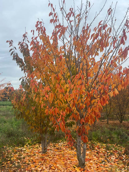 Prunus serrulata 'Kanzan' meerstammig / struik meerstammig