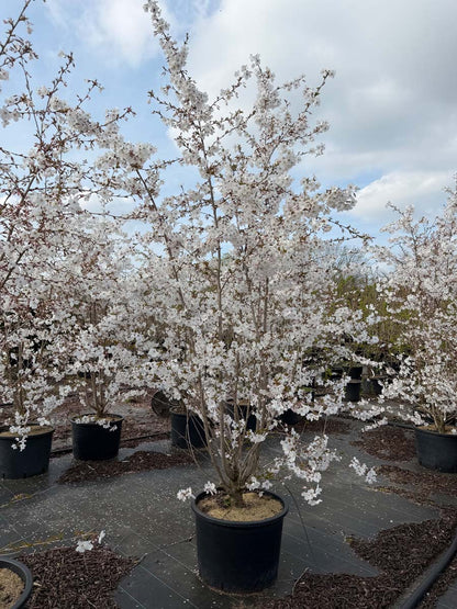Prunus 'The Bride' Tuinplanten tuinplanten