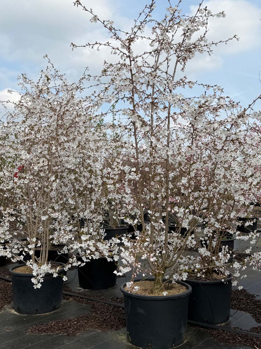 Prunus 'The Bride' Tuinplanten tuinplanten