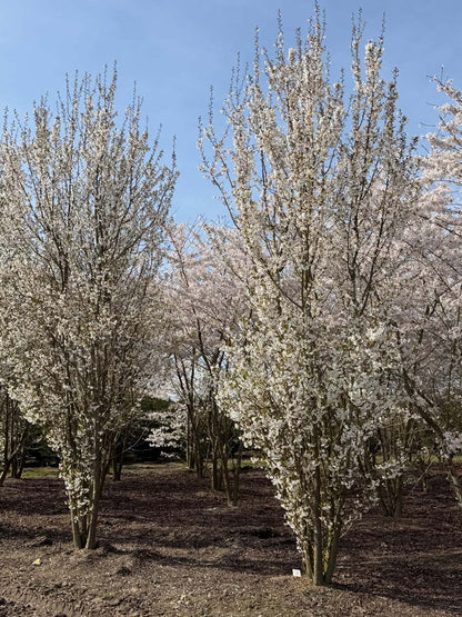 Prunus 'Umineko' meerstammig / struik meerstammig