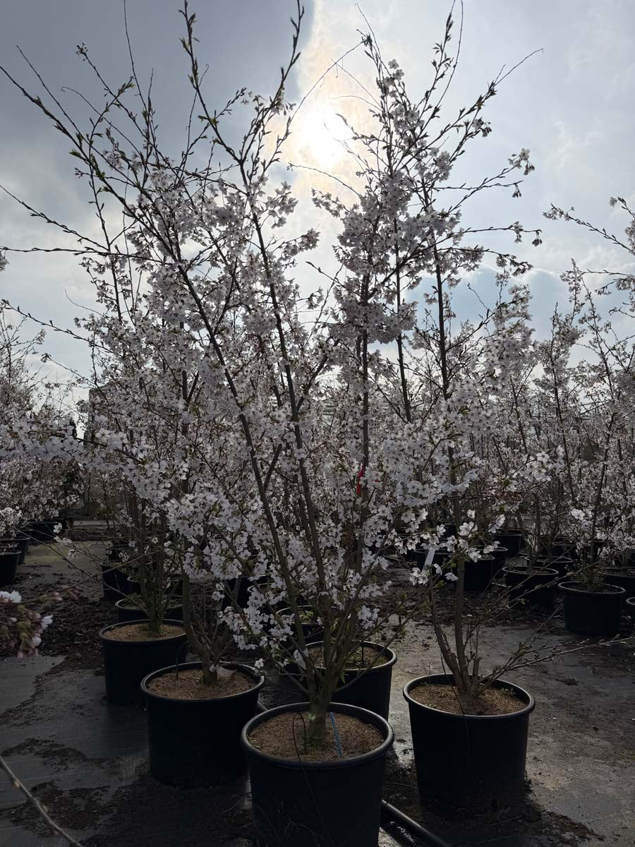 Prunus yedoensis Tuinplanten tuinplanten