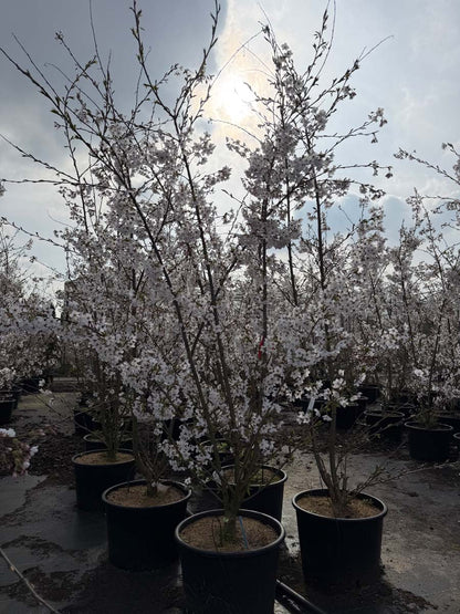 Prunus yedoensis Tuinplanten tuinplanten