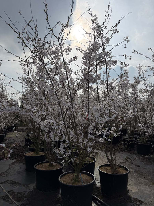 Prunus yedoensis Tuinplanten tuinplanten