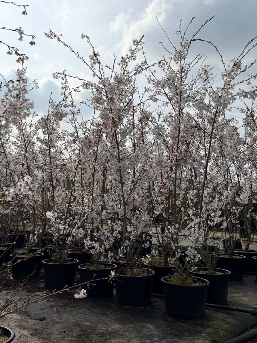Prunus yedoensis Tuinplanten tuinplanten