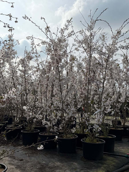 Prunus yedoensis Tuinplanten tuinplanten