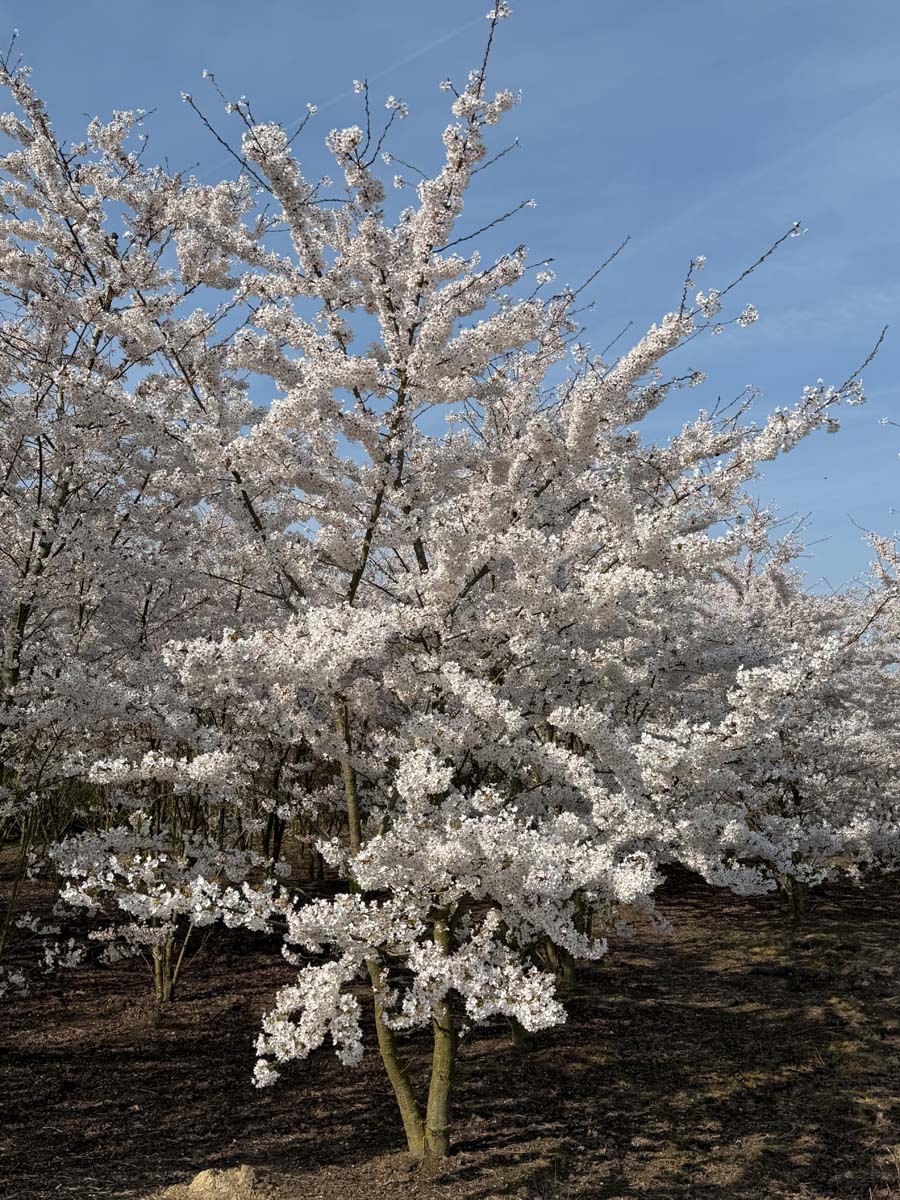 Prunus yedoensis meerstammig / struik meerstammig