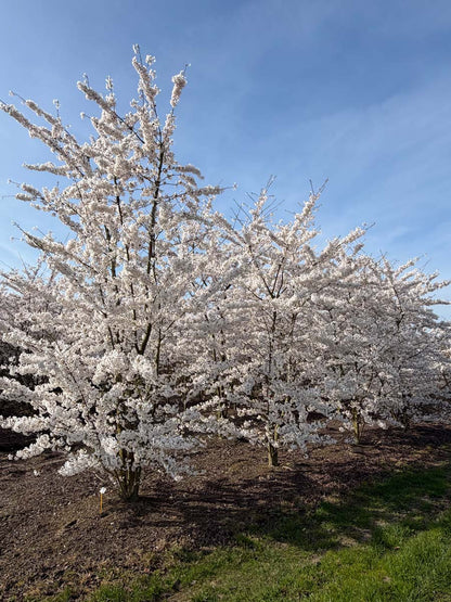 Prunus yedoensis meerstammig / struik meerstammig