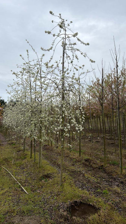 Pyrus salicifolia 'Pendula' op stam op stam