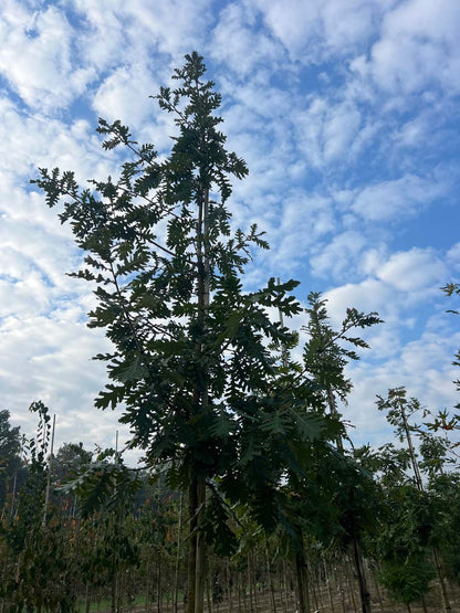 Quercus frainetto op stam op stam