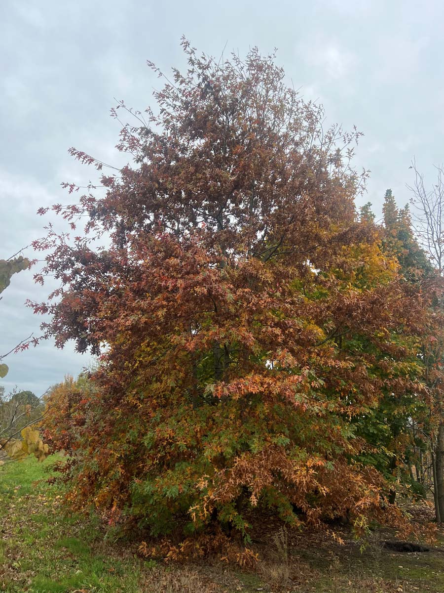 Quercus palustris meerstammig / struik meerstammig