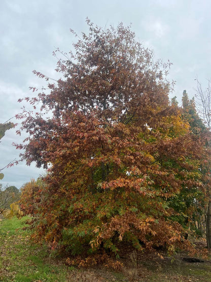 Quercus palustris meerstammig / struik meerstammig