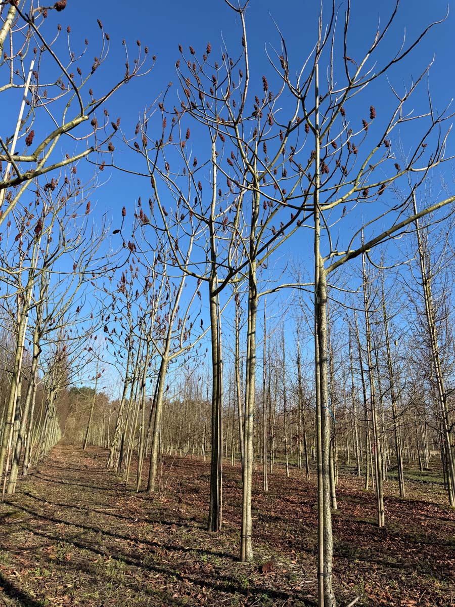 Rhus typhina op stam op stam