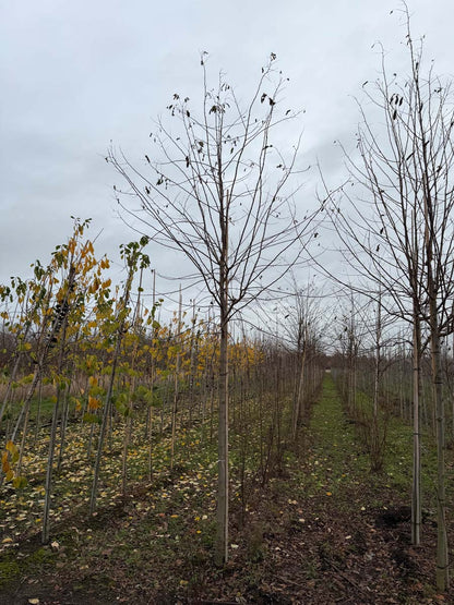 Robinia pseudoacacia 'Sandraudiga' op stam op stam