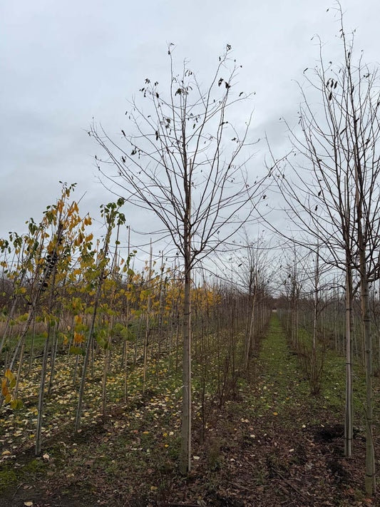Robinia pseudoacacia 'Sandraudiga' op stam op stam