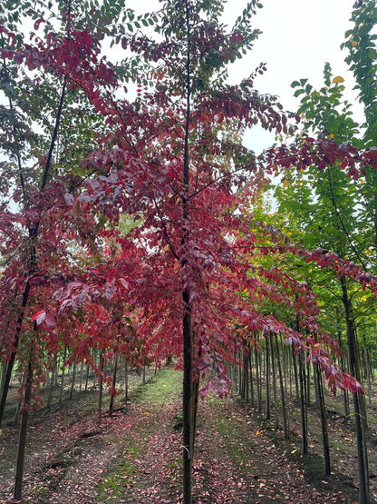 Ulmus 'Frontier' op stam op stam