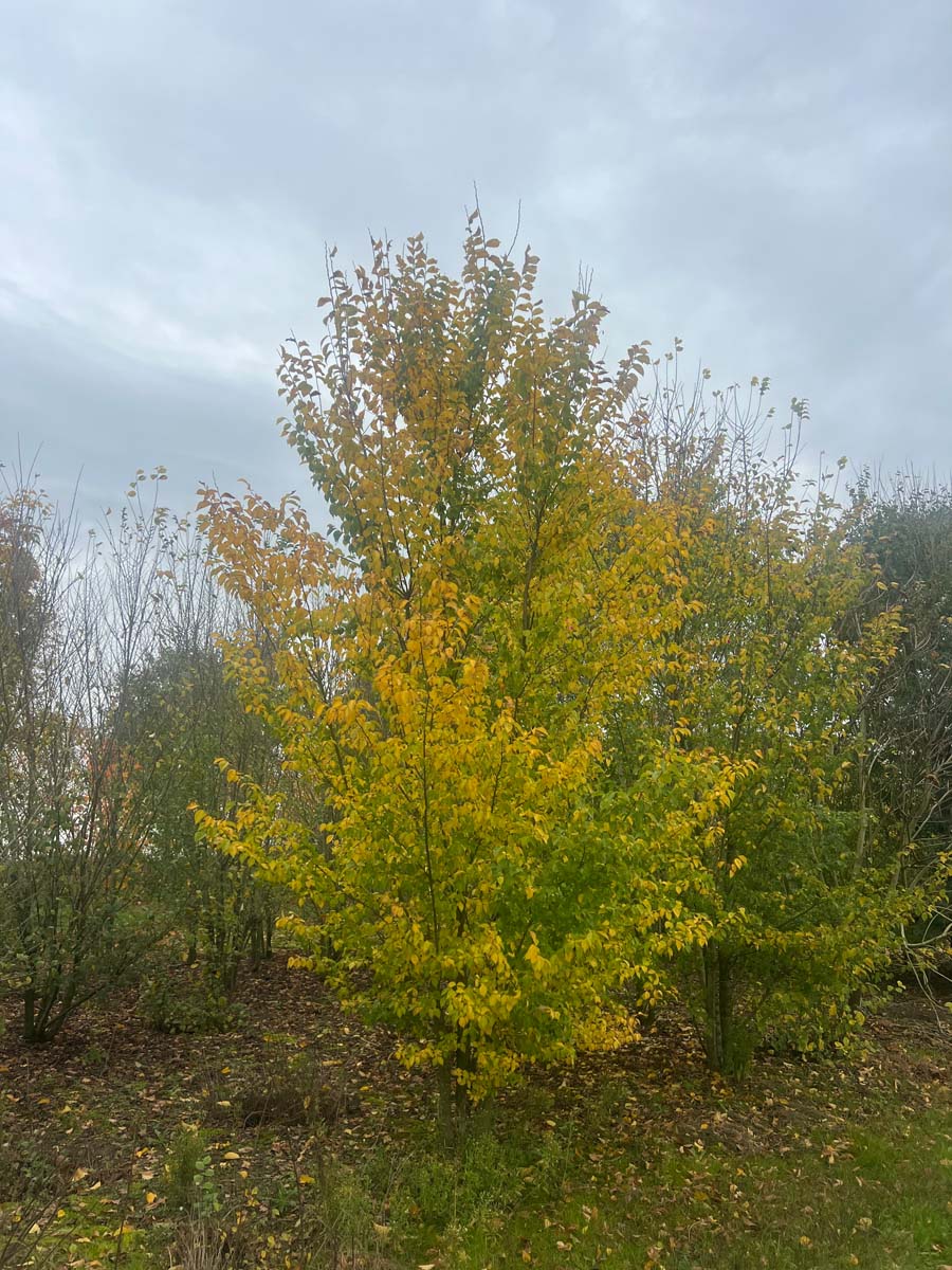 Ulmus minor meerstammig / struik meerstammig