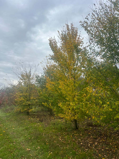 Ulmus minor meerstammig / struik meerstammig