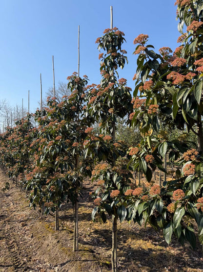 Viburnum cinnamomifolium op stam op stam