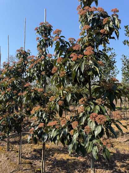 Viburnum cinnamomifolium op stam op stam