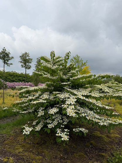 Viburnum plicatum 'Grandiflorum' meerstammig / struik meerstammig