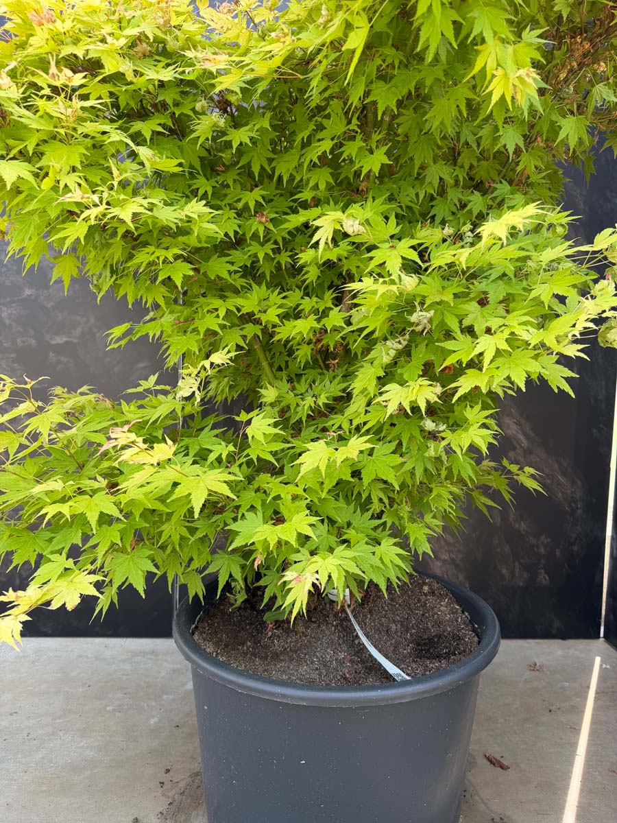 Acer palmatum 'Orange Dream' op stam bladeren