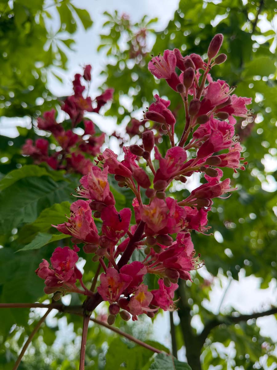 Aesculus carnea 'Briotii' op stam bloem